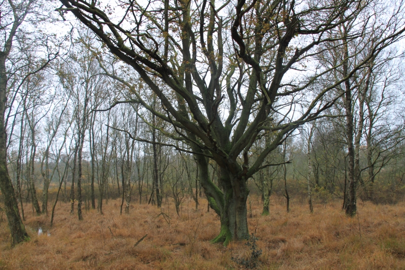 Netherlands - Nature (45)