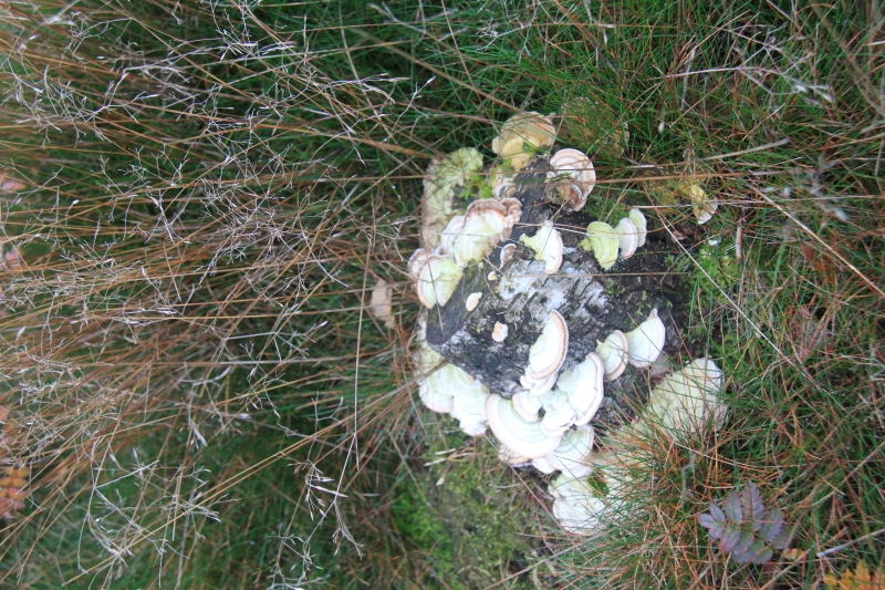 Netherlands - Nature (50)