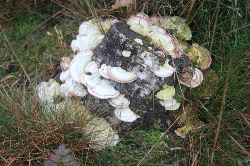 Netherlands - Nature (51)