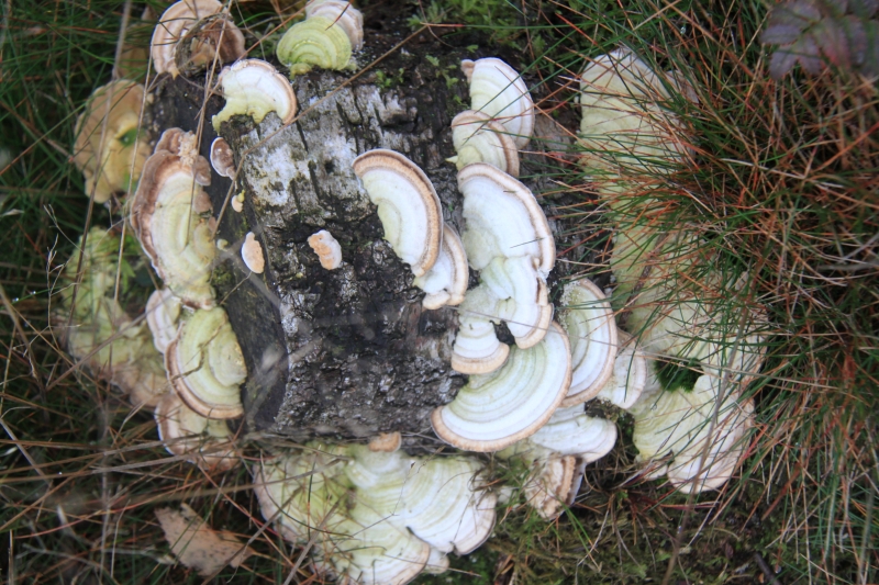 Netherlands - Nature (52)
