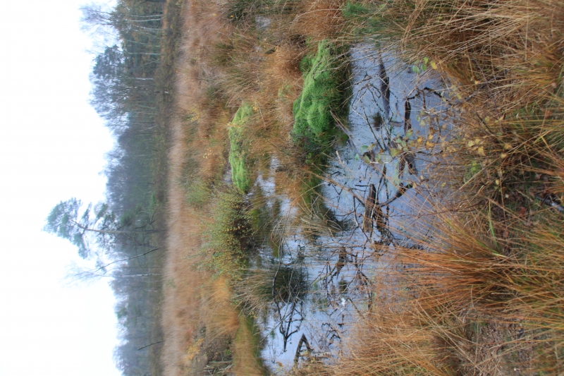 Netherlands - Nature (53)