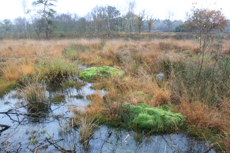 Netherlands - Nature (54)