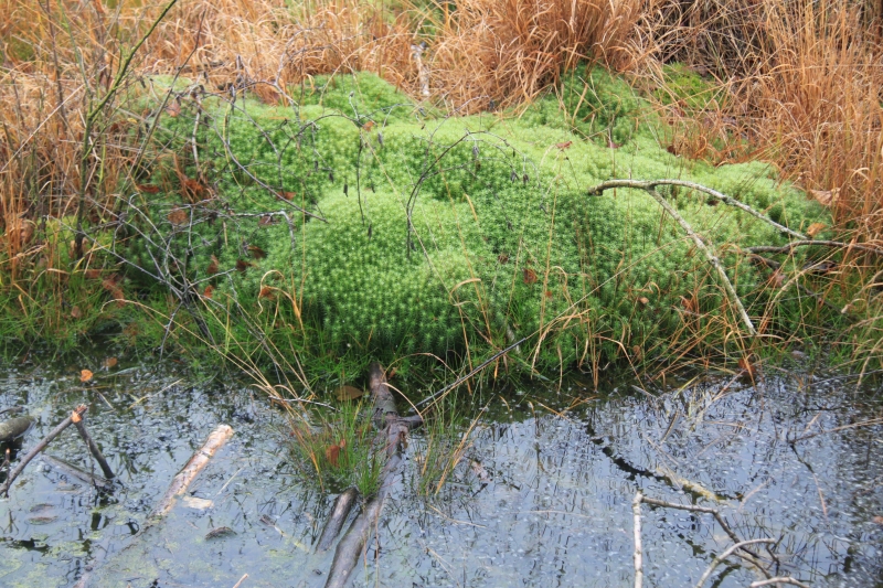 Netherlands - Nature (55)