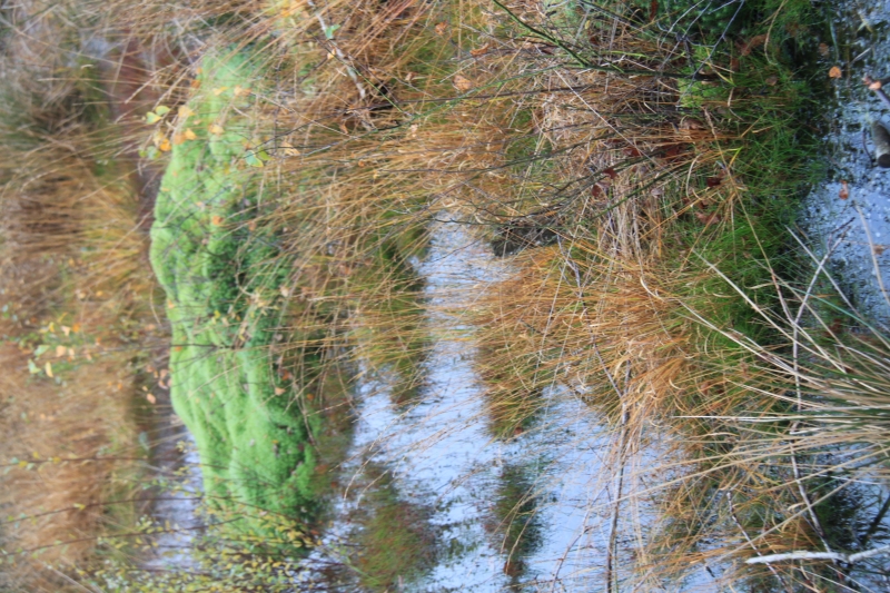 Netherlands - Nature (56)