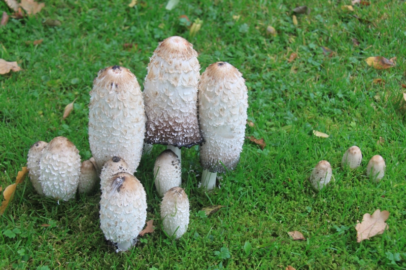 Netherlands - Nature (57)