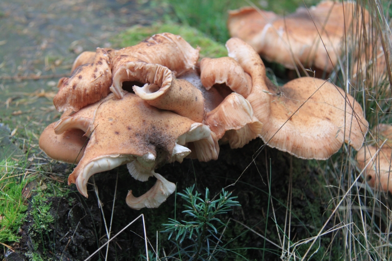 Netherlands - Nature (67)
