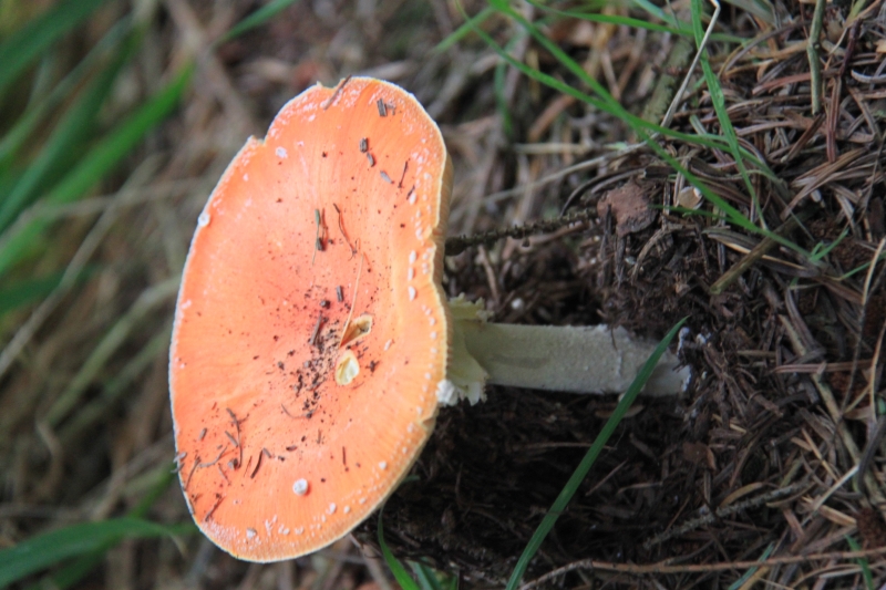 Netherlands - Nature (68)