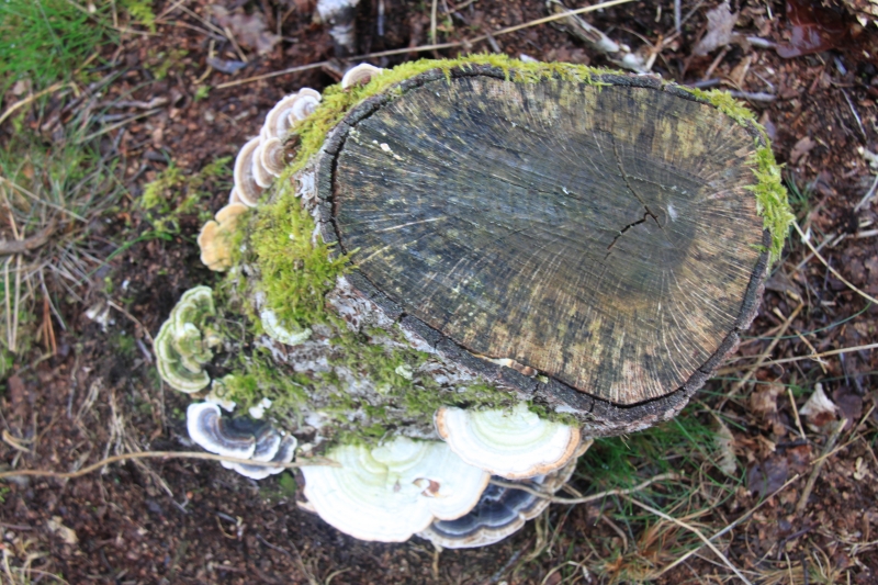 Netherlands - Nature (7)