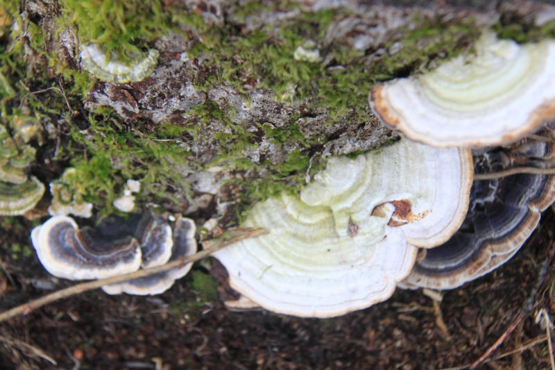 Netherlands - Nature (8)