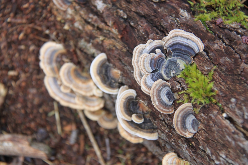 Netherlands - Nature (9)