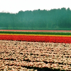 Netherlands - Bollenvelden (9)