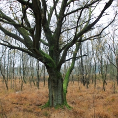 Netherlands - Nature (32)