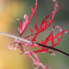 Netherlands - Nature (5)