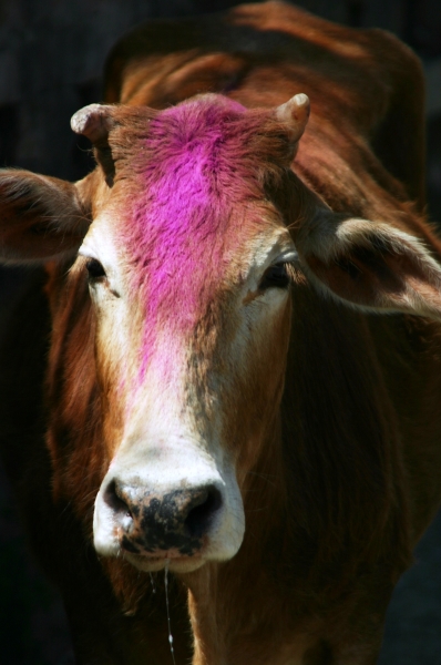 Noord West India (38)