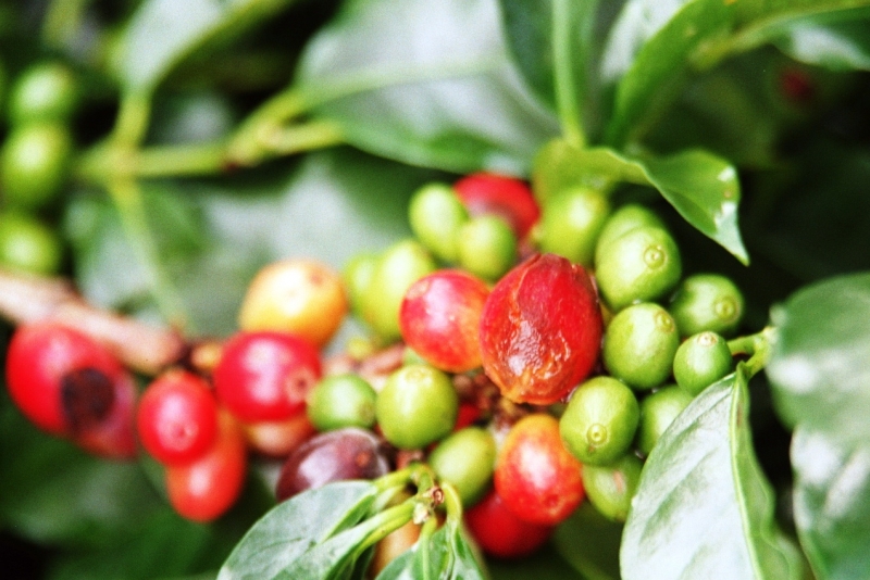 Panama (13)