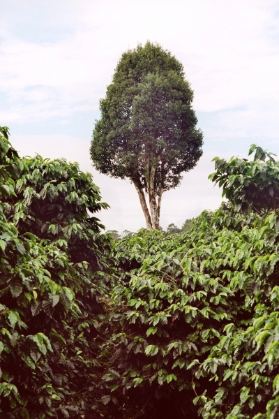 Panama (19)