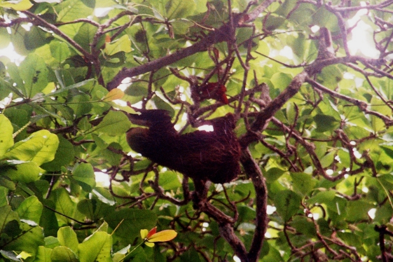 Panama (4)
