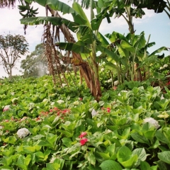 Panama (18)