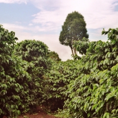 Panama (20)