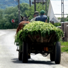 Roemenië (24)