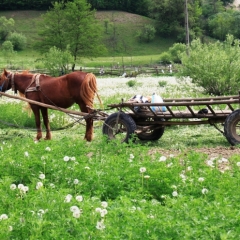 Roemenië (30)