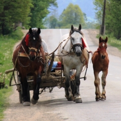 Roemenië (32)