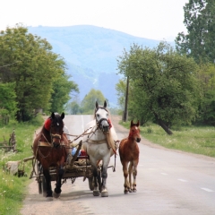 Roemenië (33)