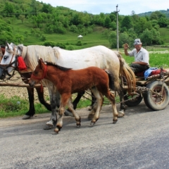 Roemenië (39)