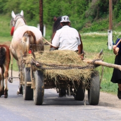 Roemenië (40)