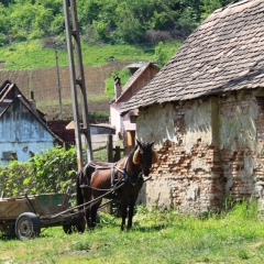 Roemenië (44)