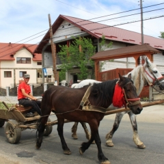 Roemenië (49)