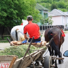 Roemenië (50)