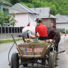 Roemenië (51)