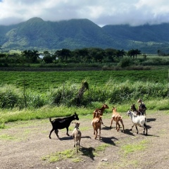 Saint-Kitts-Nevis-97