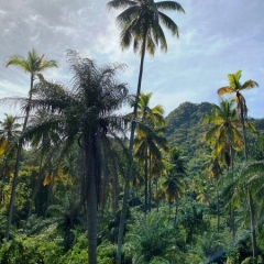 Saint-Vincent-Grenadines-25
