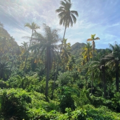 Saint-Vincent-Grenadines-26