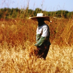 Senegal (108)