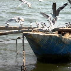 Senegal (14)