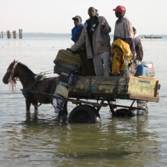 Senegal (23)