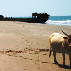 Senegal (54)