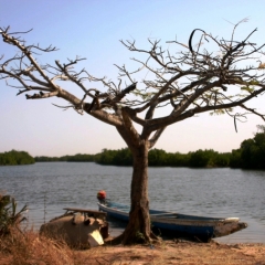 Senegal (59)