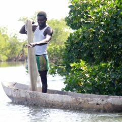 Senegal (60)