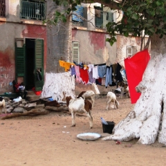 Senegal (73)