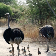 Senegal (78)