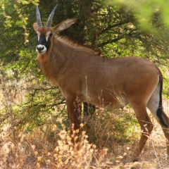 Senegal (79)