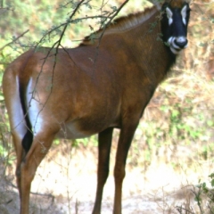 Senegal (83)