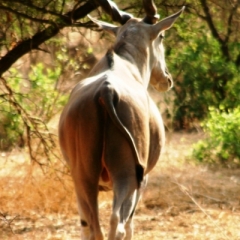 Senegal (84)