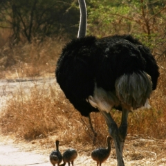 Senegal (88)