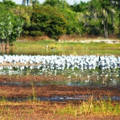 Senegal (94)