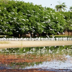 Senegal (95)